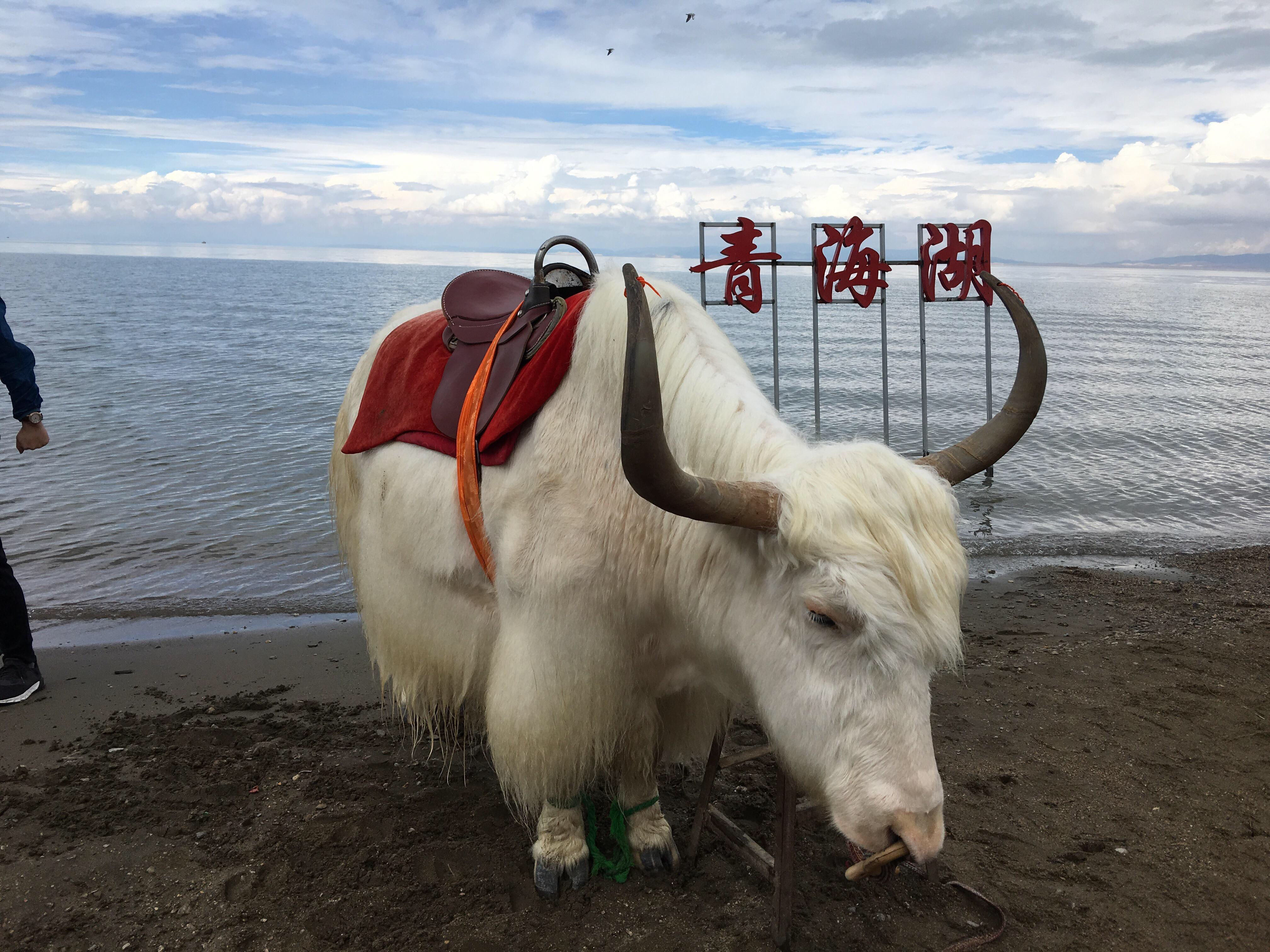 青海湖  茶卡純玩2日遊